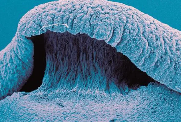 Bild: Den Nanokosmos sichtbar machen - Fotowettbewerb soll Schönheit der Nanowelt zutage fördern