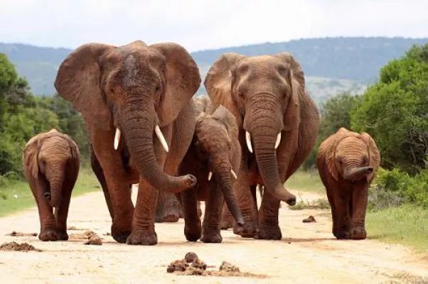 Bild: Auf Safari mit der ganzen Familie - Südafrika mit Zalected