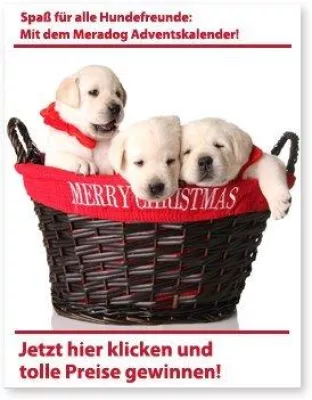 Bild: Meradog Online Adventskalender für Hundefreunde und Tierliebhaber