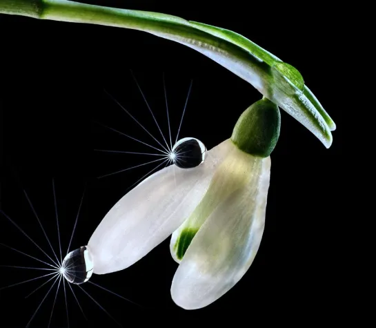 Bild: Fotoworkshop „Ganz nah ran: Tautropfen - Makro Indoor“