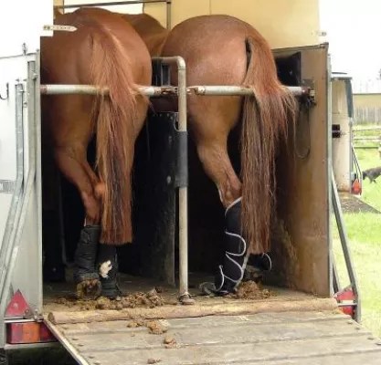 Bild: Kostendruck für Pferdebetriebe. Jetzt gezielt reagieren...