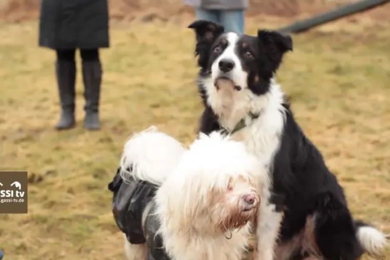 Bild: Besuchshund und Agility-Champ