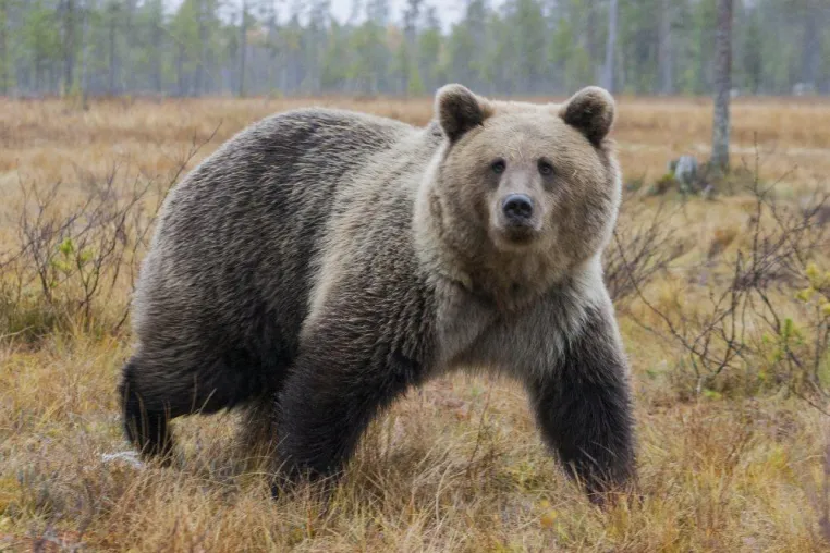 Bild: WILD TAIGA - DER SOMMER IST NICHT STORNIERT