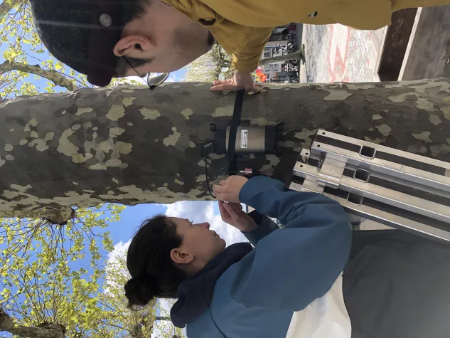 Stadtbäume kühlen auch bei extremer Hitze Bild: Stadtbäume kühlen auch bei extremer Hitze