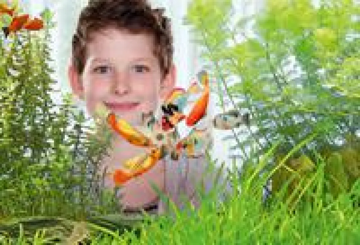 Haftfutter-Chips werden von innen an die Aquariumscheibe gedrückt.  Foto: © sera