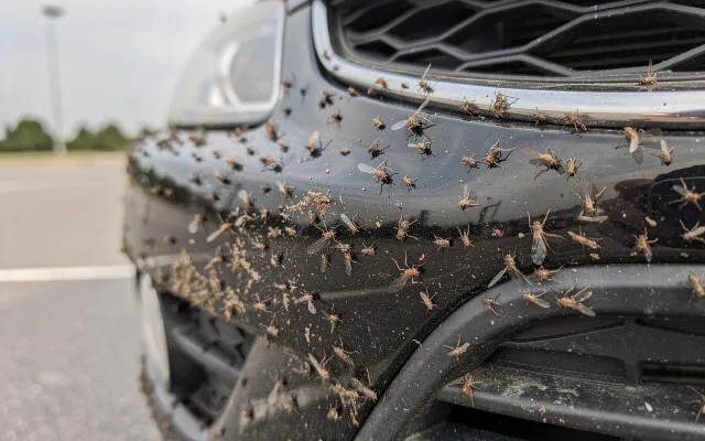 Bild: Insektenreste auf dem Auto im Frühling und Sommer: Warum eine schnelle Reinigung so wichtig ist