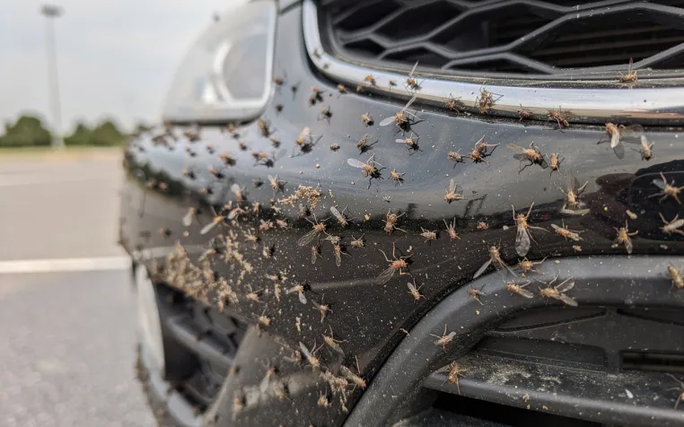 Bild: Insektenreste auf dem Auto im Frühling und Sommer: Warum eine schnelle Reinigung so wichtig ist