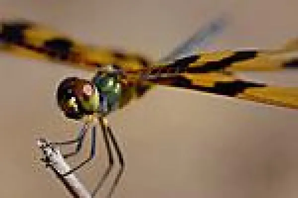 Bild: Makrofotografie für Fortgeschrittene - Fotokurs im Botanischen Garten Heidelberg