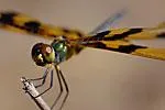 Bild: Makrofotografie für Fortgeschrittene - Fotokurs im Botanischen Garten Heidelberg