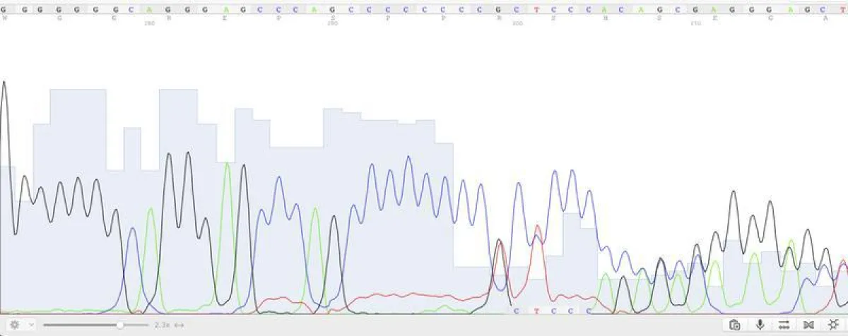 Ausschnitt aus der veränderten Sequenz des Risikogens (Jonas Rosendahl)
