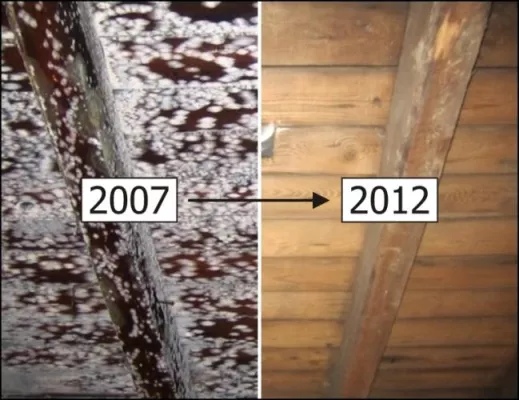 Erfolgreiche Sanierung eines verschimmelten Dachstuhls Bild: Erfolgreiche Sanierung eines verschimmelten Dachstuhls