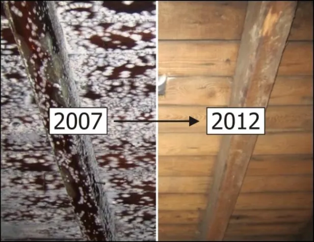 Bild: Erfolgreiche Sanierung eines verschimmelten Dachstuhls