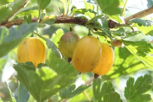 Bild: Obst nicht ungenutzt verkommen lassen - erleb-bar organisiert gemeinschaftliche Obsternte