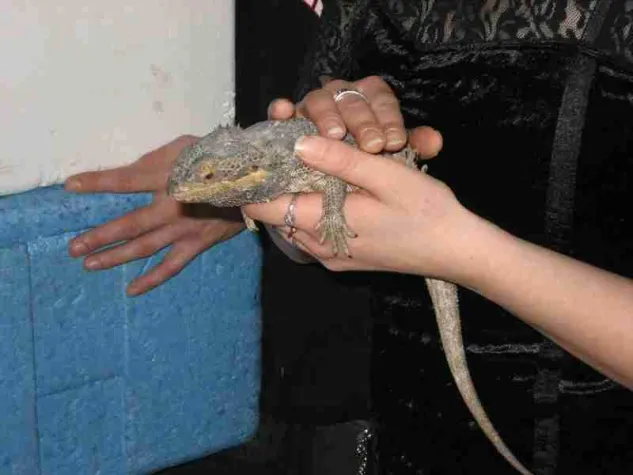 Bild: aktion-tier warnt vor der Haltung gefährlicher Exoten