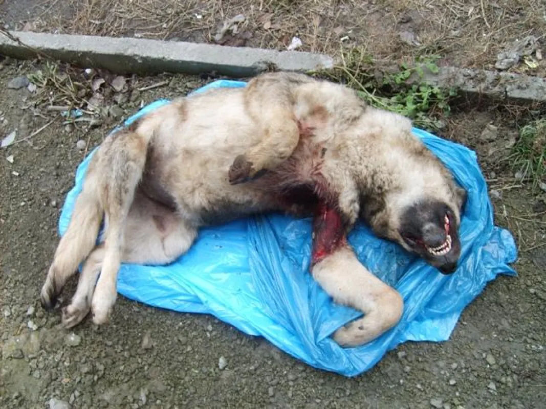 © Society for the Protection of Animals ?SOS? Ukraine