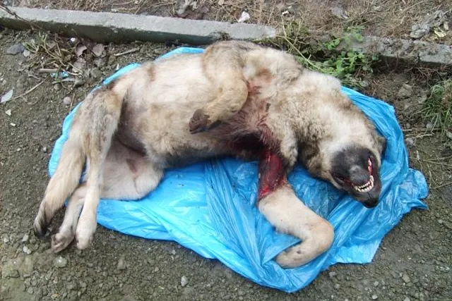 UEFA-Präsident soll grausame Massentötung von Hunden stoppen Bild: UEFA-Präsident soll grausame Massentötung von Hunden stoppen