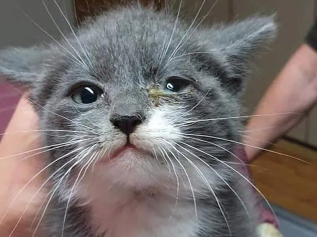 Bild: Tierfreundliches Silvester: Spendenaktion „Futter statt Böller“ startet am 27.12.