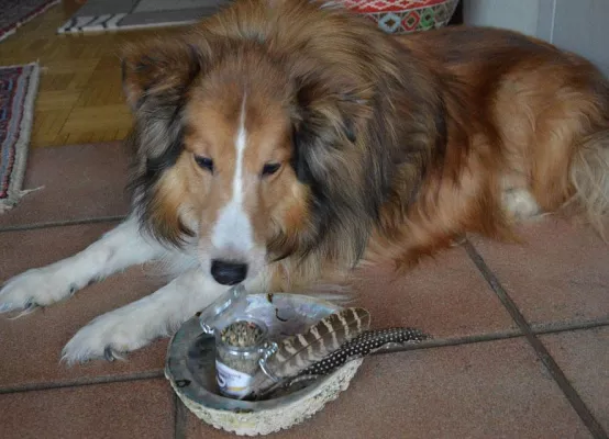 Bild: Schützen Sie Ihre Aura und die Ihres Tieres