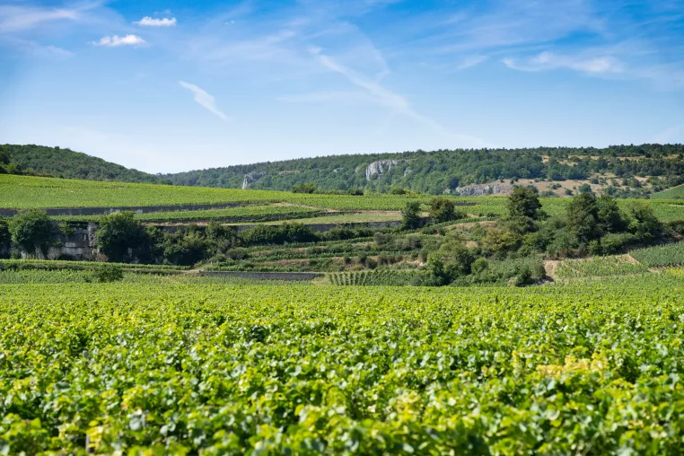Delicious Green Selection von Eva Fricke vertreibt Benjamin Leroux Vintage 2023 En Primeur Bild: Delicious Green Selection von Eva Fricke vertreibt Benjamin Leroux Vintage 2023 En Primeur