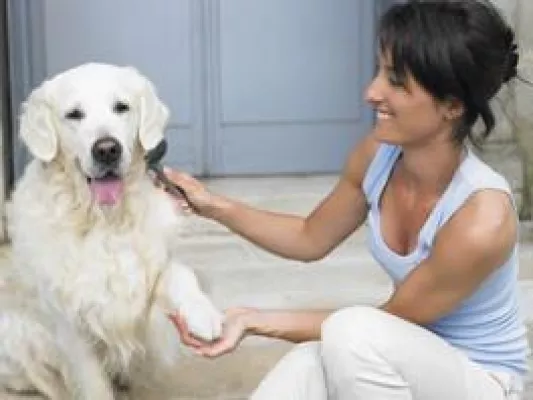 Bild: Hundehaar-Alarm im Frühjahr – Was kann ich tun?