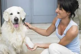 Hundehaar-Alarm im Frühjahr – Was kann ich tun? Bild: Hundehaar-Alarm im Frühjahr – Was kann ich tun?