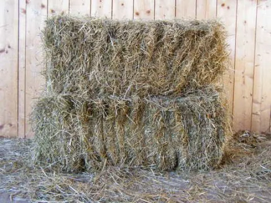 Bild: Achtung Pferdebesitzer: Die Problematik von frisch geerntetem Heu und Gras – Hufrehegefahr