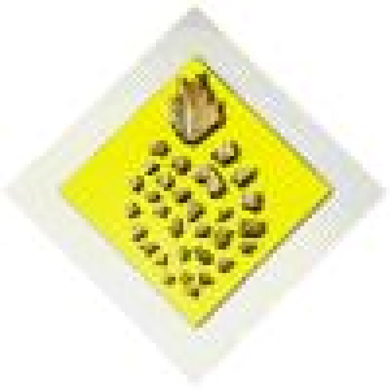 Pineapple Tours