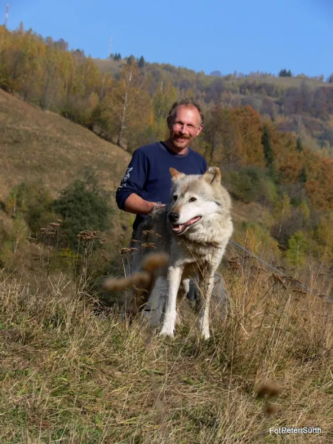Peter Sürth mit Crai, einem Wolf, aus einem Projekt in Rumänien