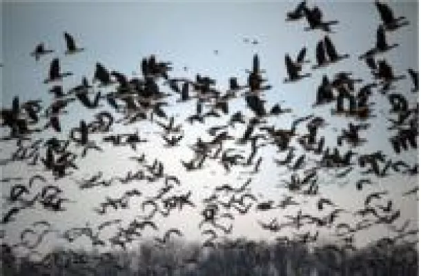 Bild: Birdie-Launch: BirdieMatch startet mit Vollversion durch