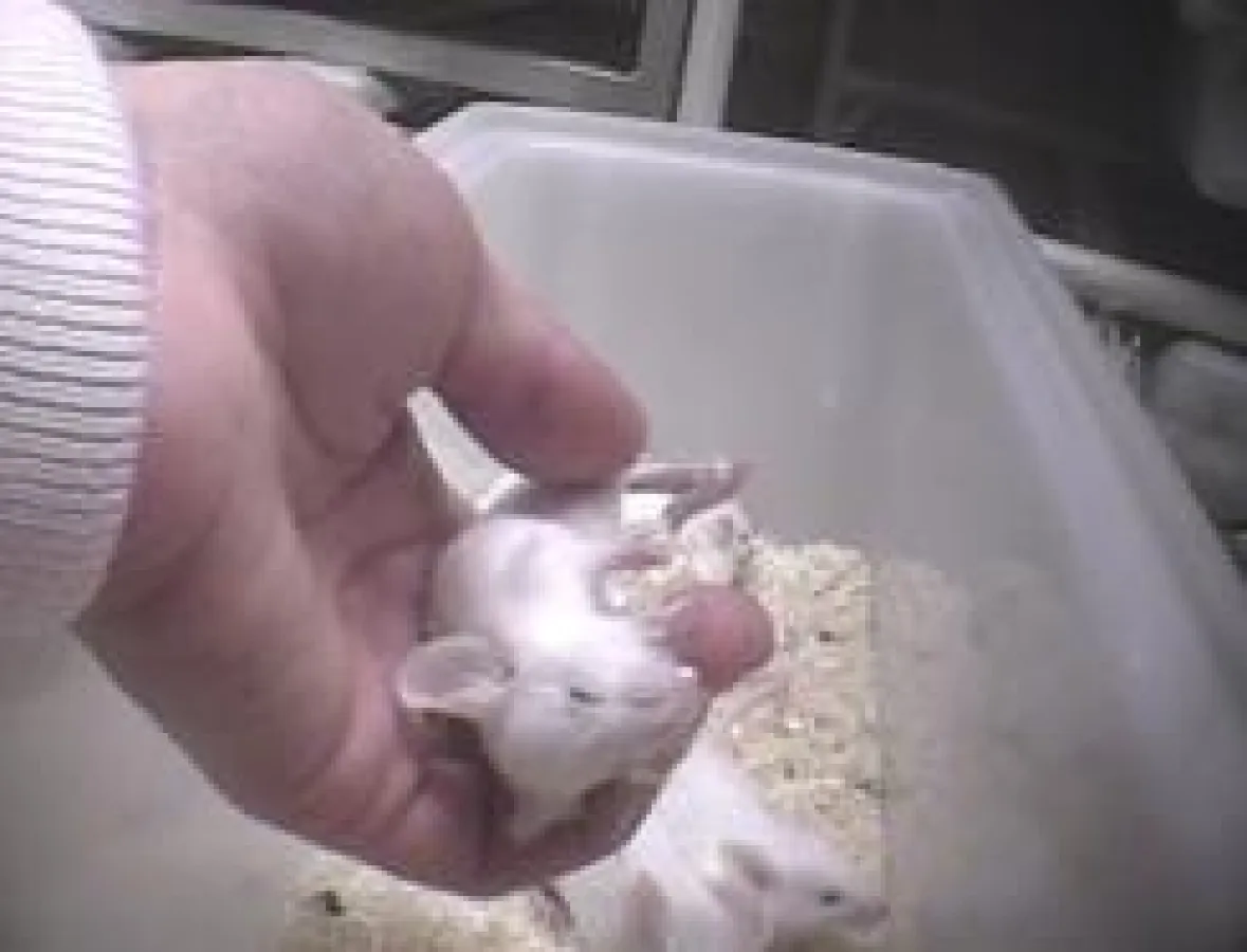 Heimlich gemachte Filmaufnahmen dokumentieren das Leid der Botox-Mäuse (c) BUAV