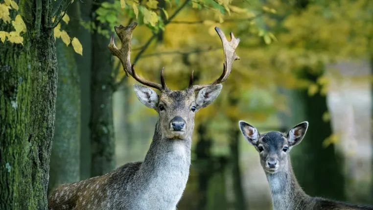 Bild: audius sorgt für Sicherheit beim Wildtierportal Baden-Württemberg
