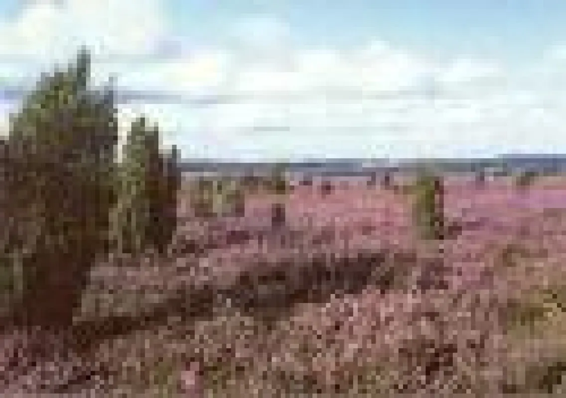 Urlaub zusammen mit anderen Alleinerziehenden und Wochenendeltern in der Lüneburger Heide