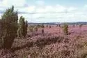 Bild: Urlaub mit anderen Alleinerziehenden in der Lüneburger Heide