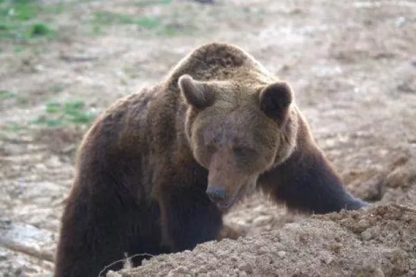 Bild: Bärenumsiedlung in Rumänien geglückt