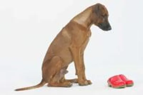 Bild: redshoe dogs goes to Silikon Valley