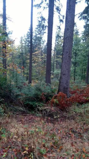 Bild: Bayerischer Jagdverband: Wachstums-Boom in Bayerns Wäldern hält an – Laubwald nimmt weiter deutlich zu