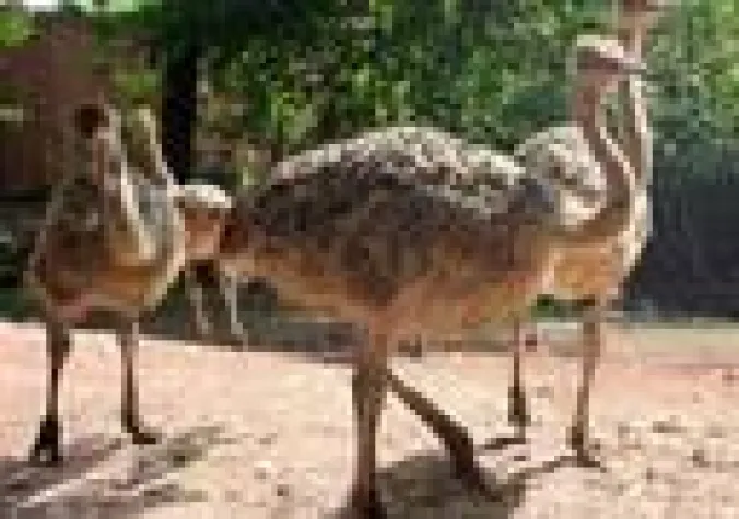 Eierklau für den Artenschutz Bild: Eierklau für den Artenschutz