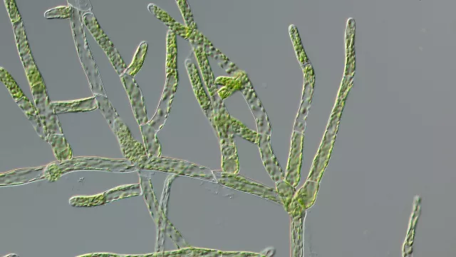 Bild: 600 Millionen Jahre Stress