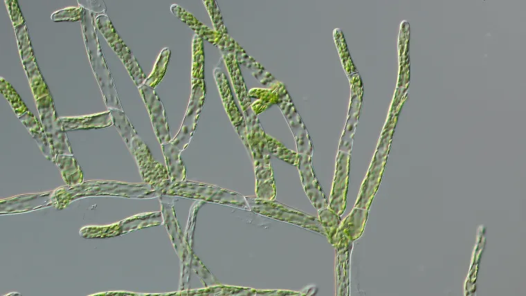 Bild: 600 Millionen Jahre Stress