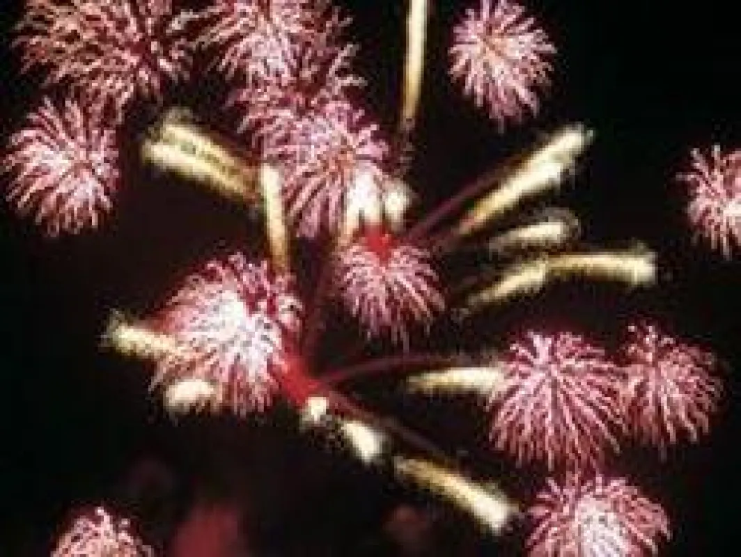 Feuerwerk Foto: Wikinger Reisen. Abdruck honorarfrei, bitte nur mit Quellenangabe. Foto senden wir gern in hoher Auflösung zu. Bitte per Mail bei der Pressestelle anfordern.