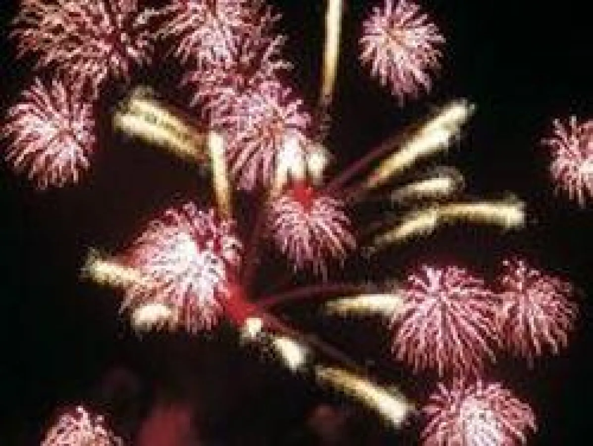 Feuerwerk Foto: Wikinger Reisen. Abdruck honorarfrei, bitte nur mit Quellenangabe. Foto senden wir gern in hoher Auflösung zu. Bitte per Mail bei der Pressestelle anfordern.