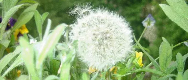 Bild: Neurodermitis + Heuschnupfen - Hilfe durch Cortison oder irreparable Schäden?