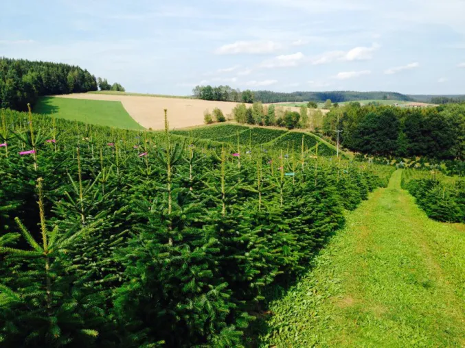 Weihnachtsbaumbörse Bild: Weihnachtsbaumbörse