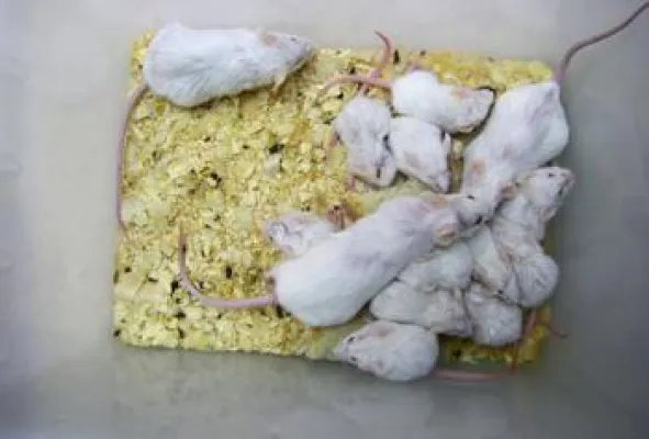 Ärzteverein: Neues Tierversuchslabor in Greifswald ist Verschwendung von Steuergeldern Bild: Ärzteverein: Neues Tierversuchslabor in Greifswald ist Verschwendung von Steuergeldern