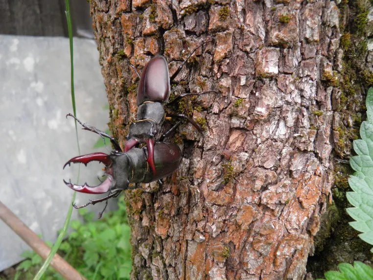 Käfer mit Geweih gefunden! Mehr als 2.300 Hirschkäfer gemeldet Bild: Käfer mit Geweih gefunden! Mehr als 2.300 Hirschkäfer gemeldet
