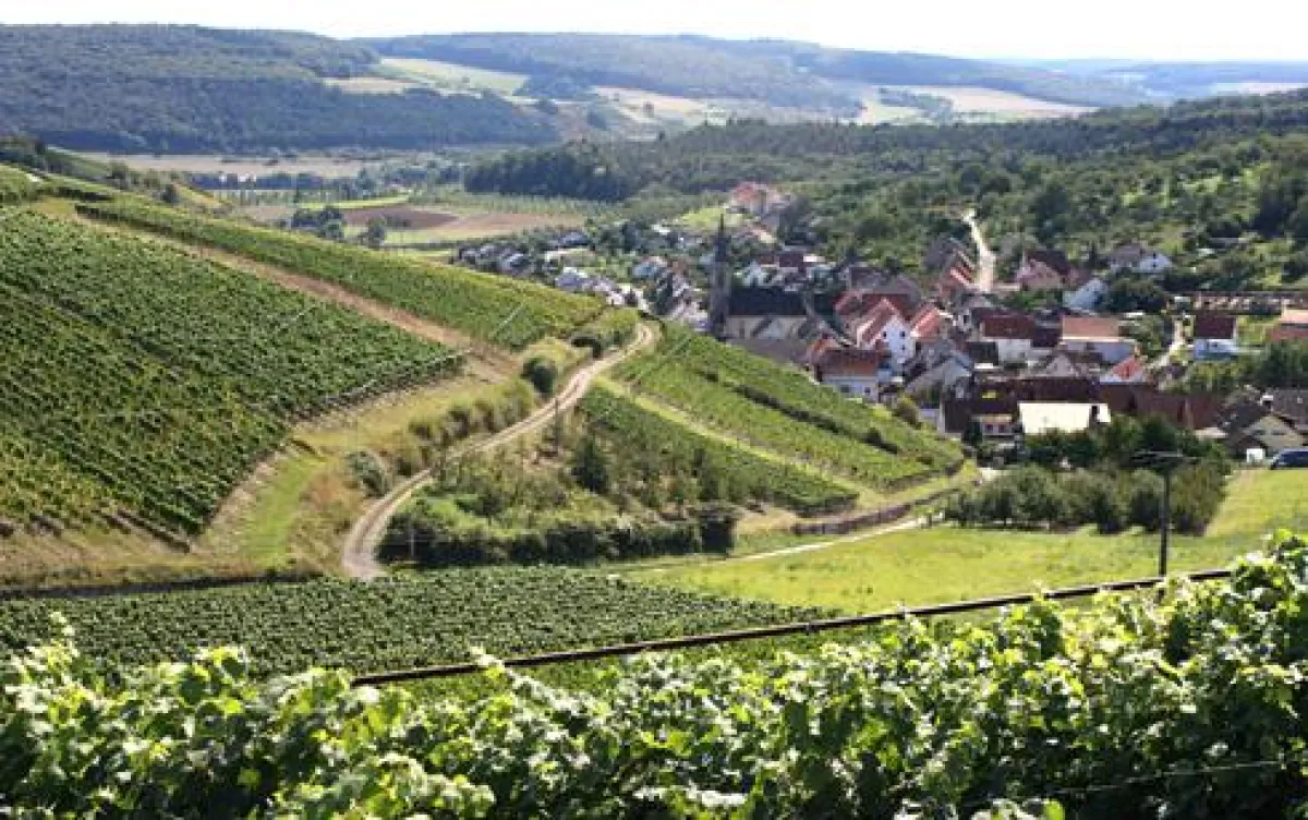 Weinberge entlang der Romantischen Straße