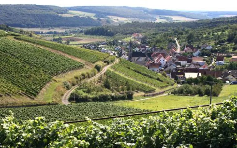 In vino veritas Bild: In vino veritas