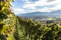 Genussregion St.Gallen-Bodensee: Von der fünften Jahreszeit, den vier B und weiteren Köstlichkeiten Bild: Genussregion St.Gallen-Bodensee: Von der fünften Jahreszeit, den vier B und weiteren Köstlichkeiten