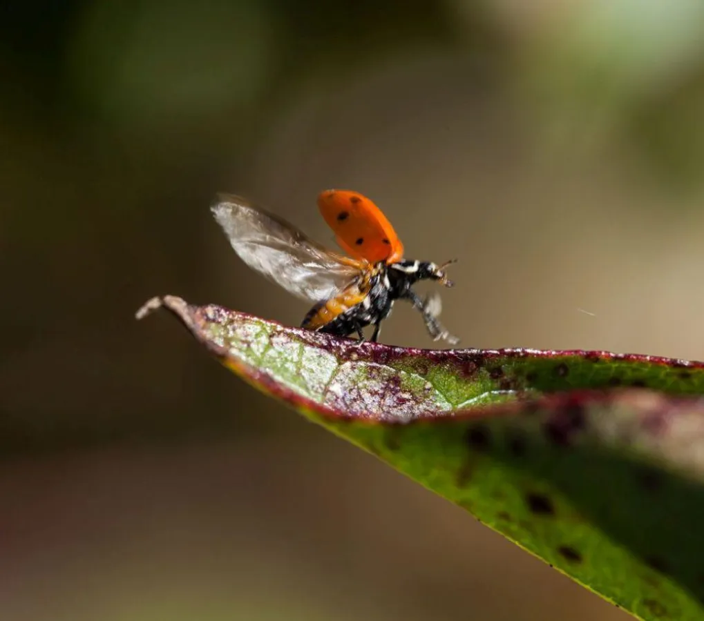 Dieser Marienkäfer landet perfekt auf dem Blatt einer Baumwollpflanze