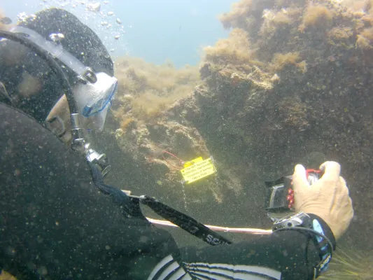 Bild: Hitzewellen im Meer erforschen: Taucher:innen sammeln Temperaturdaten 